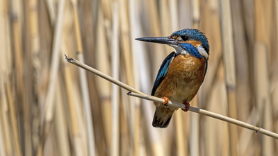 Yalıçapkını - Alcedo atthis kuş fotoğrafı