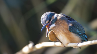 Yalıçapkını - Alcedo atthis kuş fotoğrafı