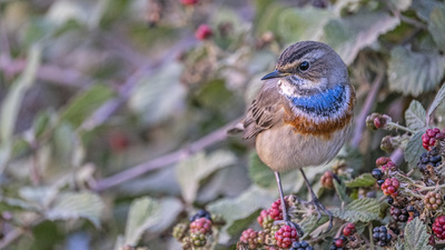 Mavigerdan (Luscinia svecica) - Tokat / Turhal kuş fotoğrafı