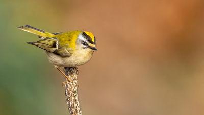 Sürmeli Çalıkuşu - Regulus ignicapilla kuş fotoğrafı