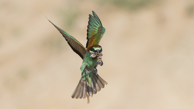 Arıkuşu - Merops apiaster kuş fotoğrafı
