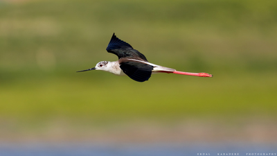 Uzunbacak - Himantopus himantopus kuş fotoğrafı
