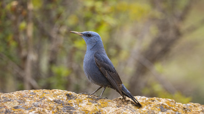 Gökardıç (Monticola solitarius) - Ankara / Kahramankazan kuş fotoğrafı