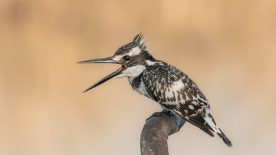 Alaca Yalıçapkını (Ceryle rudis) - Adana / Karataş kuş fotoğrafı