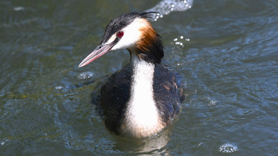 Bahri - Podiceps cristatus kuş fotoğrafı