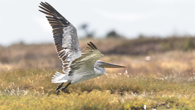 Tepeli Pelikan - Pelecanus crispus