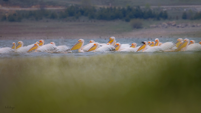 Ak Pelikan (Pelecanus onocrotalus) - Bilecik / Bozüyük kuş fotoğrafı