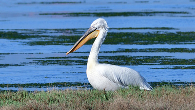 Tepeli Pelikan - Pelecanus crispus kuş fotoğrafı
