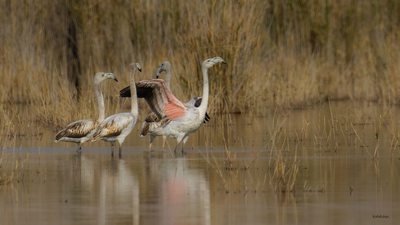 Flamingo