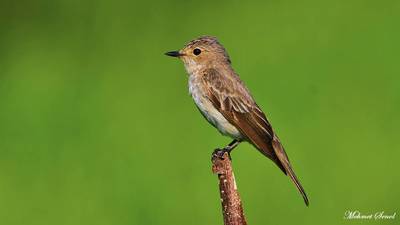Benekli Sinekkapan - Muscicapa striata kuş fotoğrafı