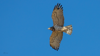 Yılan Kartalı - Circaetus gallicus kuş fotoğrafı