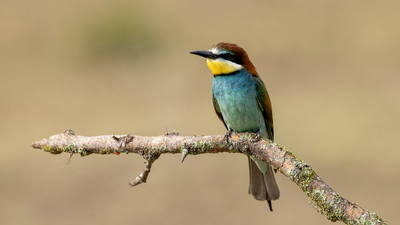 Arıkuşu - Merops apiaster kuş fotoğrafı