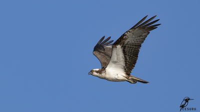 Balık Kartalı - Pandion haliaetus kuş fotoğrafı