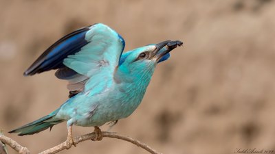 Gökkuzgun - Coracias garrulus kuş fotoğrafı