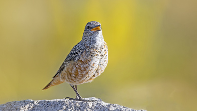 Taşkızılı - Monticola saxatilis kuş fotoğrafı