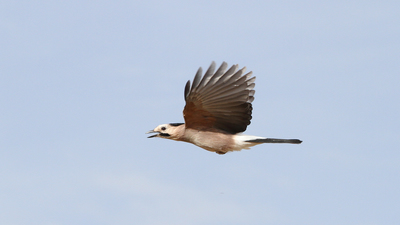 Alakarga