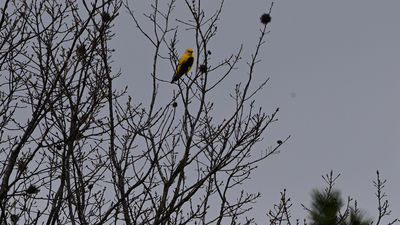 Sarıasma (Oriolus oriolus) - İstanbul / Sarıyer kuş fotoğrafı