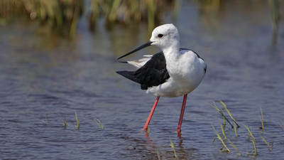 Uzunbacak - Himantopus himantopus kuş fotoğrafı