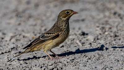 Kirazkuşu - Emberiza hortulana kuş fotoğrafı