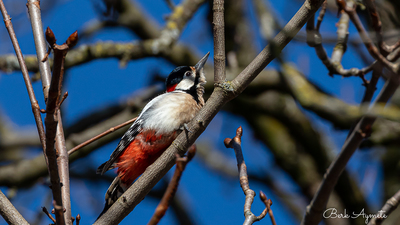 Orman Alaca Ağaçkakanı - Dendrocopos major kuş fotoğrafı
