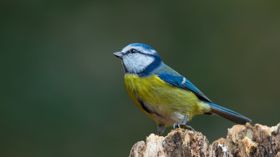 Mavi Baştankara - Cyanistes caeruleus kuş fotoğrafı