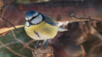 Mavi Baştankara - Cyanistes caeruleus kuş fotoğrafı