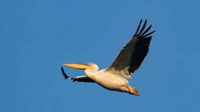 Ak Pelikan