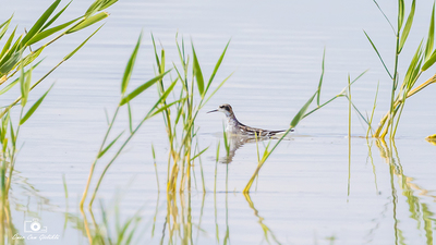 Denizdüdükçünü - Phalaropus lobatus kuş fotoğrafı