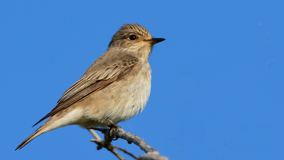 Benekli Sinekkapan - Muscicapa striata kuş fotoğrafı