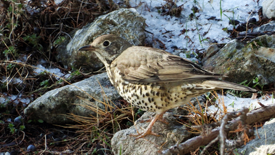 Ökse Ardıcı - Turdus viscivorus kuş fotoğrafı