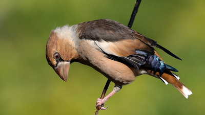 Kocabaş - Coccothraustes coccothraustes kuş fotoğrafı