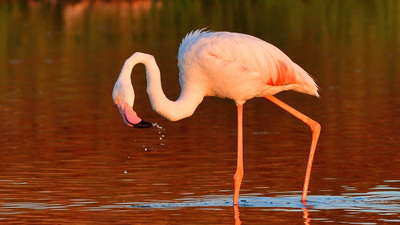 Flamingo - Phoenicopterus roseus kuş fotoğrafı
