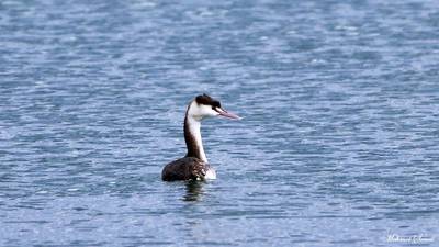 Bahri - Podiceps cristatus kuş fotoğrafı