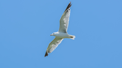 Gümüş Martı (Larus michahellis) - Adana / Karataş kuş fotoğrafı