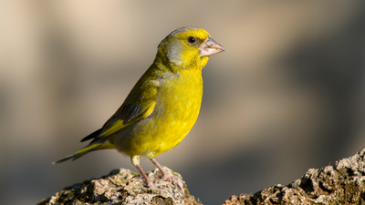 Florya (Chloris chloris) - Denizli / Merkezefendi kuş fotoğrafı