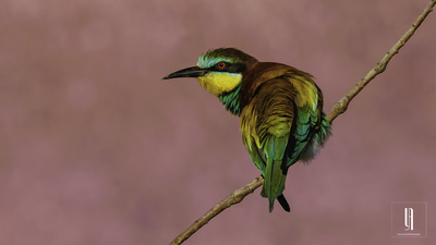 Arıkuşu - Merops apiaster kuş fotoğrafı