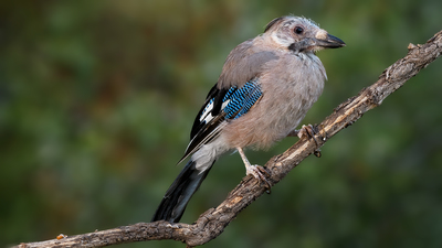 Alakarga - Garrulus glandarius kuş fotoğrafı