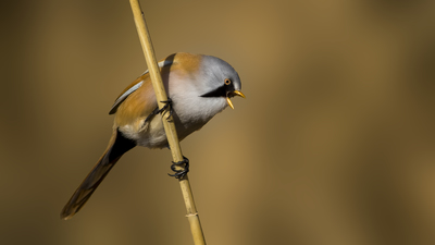 Bıyıklı Baştankara - Panurus biarmicus kuş fotoğrafı