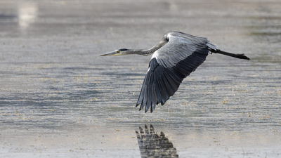 Gri Balıkçıl (Ardea cinerea) - Ankara / Gölbaşı kuş fotoğrafı