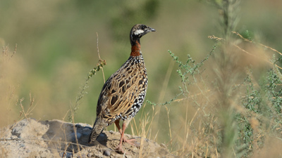Turaç - Francolinus francolinus kuş fotoğrafı
