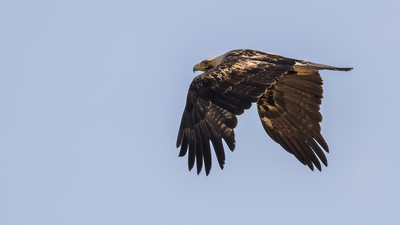 Şah Kartal - Aquila heliaca kuş fotoğrafı