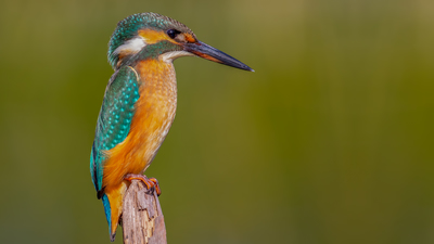 Yalıçapkını - Alcedo atthis kuş fotoğrafı