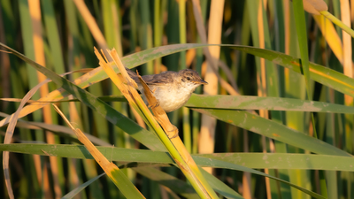 Saz Kamışçını - Acrocephalus scirpaceus kuş fotoğrafı
