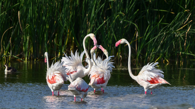 Flamingo