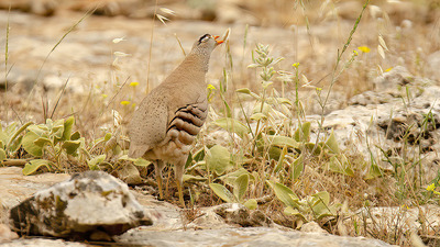 Kum Kekliği - Ammoperdix griseogularis kuş fotoğrafı