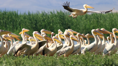 Ak Pelikan - Pelecanus onocrotalus kuş fotoğrafı