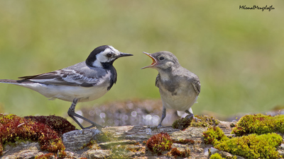 Ak Kuyruksallayan - Motacilla alba kuş fotoğrafı