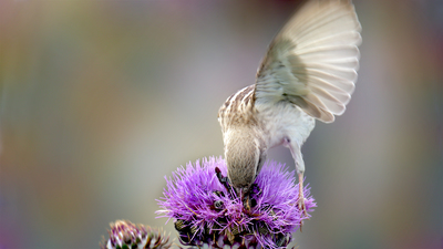 Serçe - Passer domesticus kuş fotoğrafı