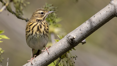 Ağaç İncirkuşu - Anthus trivialis kuş fotoğrafı