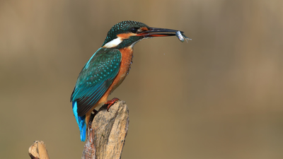 Yalıçapkını - Alcedo atthis kuş fotoğrafı